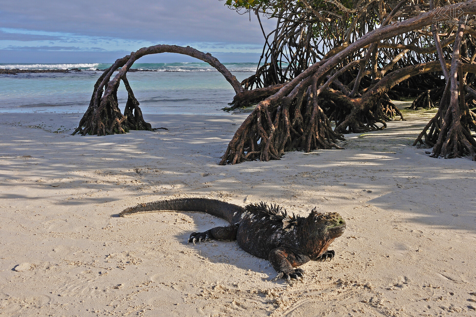 Galapagos - Santa Cruz - Bahia Tortuga - Zeeleguaan  Stefan Cruysberghs